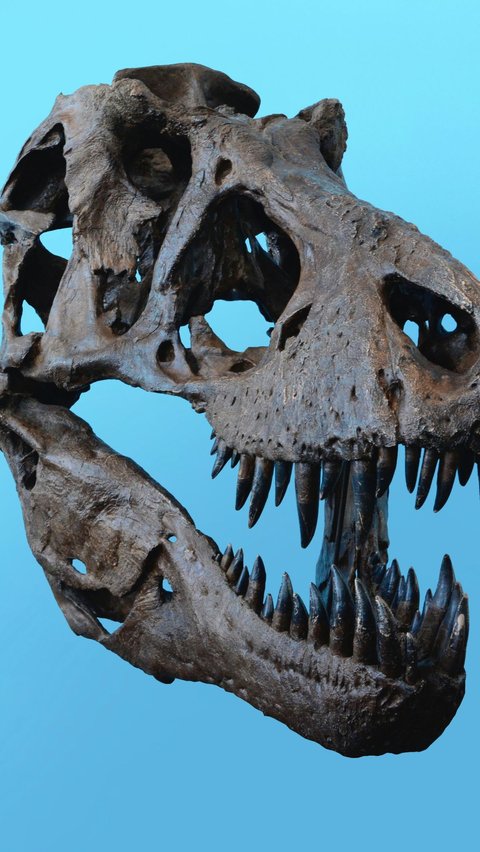 Fakta Sejarah Megalosaurus<br>