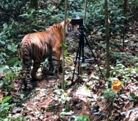 KLHK Terjunkan Penembak Bius Atasi Konflik Harimau dengan Manusia
