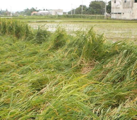 Puluhan Hektare Lahan Pertanian di Lumajang Rusak dan Terancam Gagal Panen Setelah Diterjang Angin Kencang