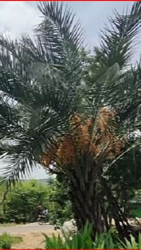 Pohon Kurma Ini Tumbuh Sendiri di Daerah Perbukitan Rembang, Pemiliknya Sempat Mengira Pohon Salak
