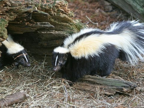 <b>Skunks atau Sigung</b><br>