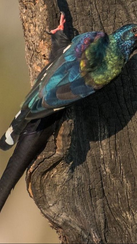 <b>Green Wood Hoopoe</b><br>