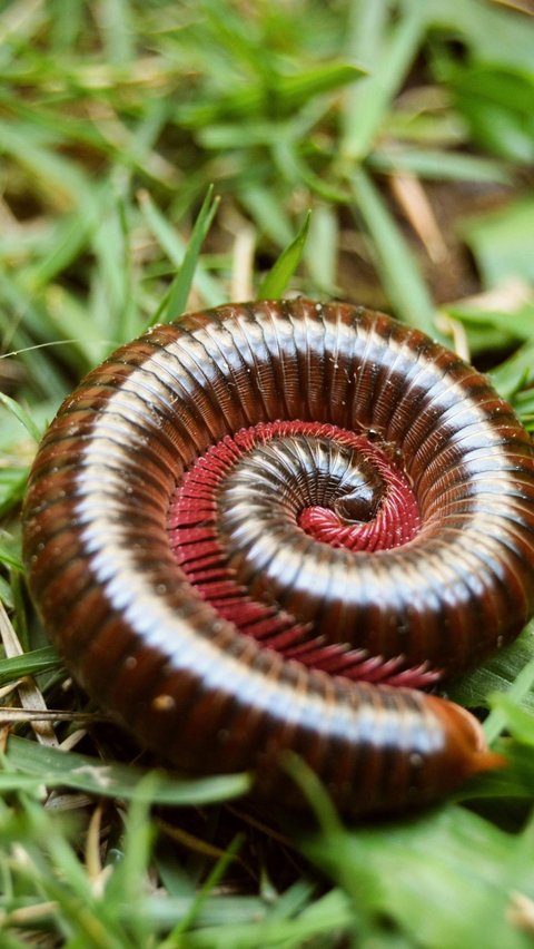 Millipede atau Kaki Seribu<br>