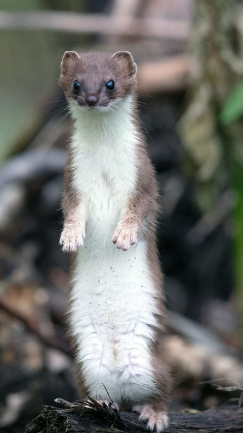 <b>Weasel atau Musang</b><br>