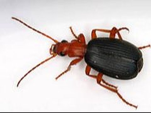 <b>Bombardier Beetle</b>