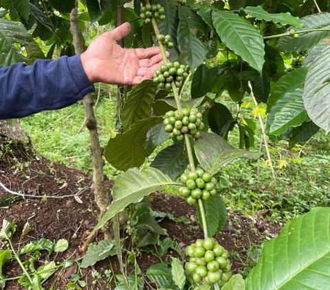 Desa BRIlian Sambak Magelang Raih Proklim Lestari, Kopi Potorono Jadi Inspirasi