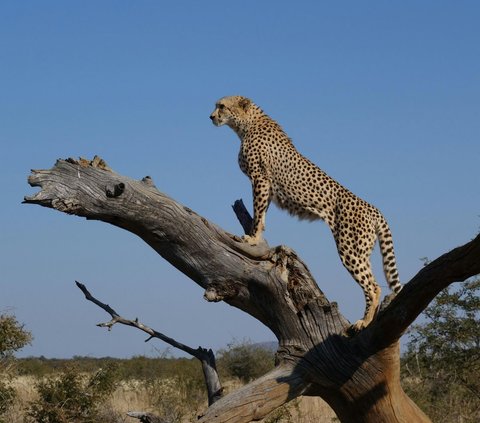 Ilmuwan Temukan Misteri Cheetah Bisa Berlari dengan Kecepatan Tinggi, Ternyata Ini Rahasianya