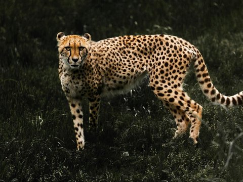 Ilmuwan Temukan Misteri Cheetah Bisa Berlari dengan Kecepatan Tinggi, Ternyata Ini Rahasianya