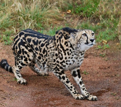 Ilmuwan Temukan Misteri Cheetah Bisa Berlari dengan Kecepatan Tinggi, Ternyata Ini Rahasianya