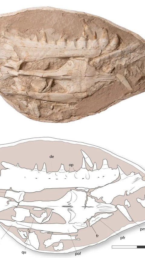 Heboh Penemuan Monster Laut di Zaman Dinosaurus, Ukurannya Sebesar Paus Orca<br>