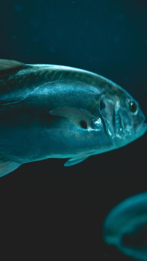 5. Ikan Tuna Sirip Biru