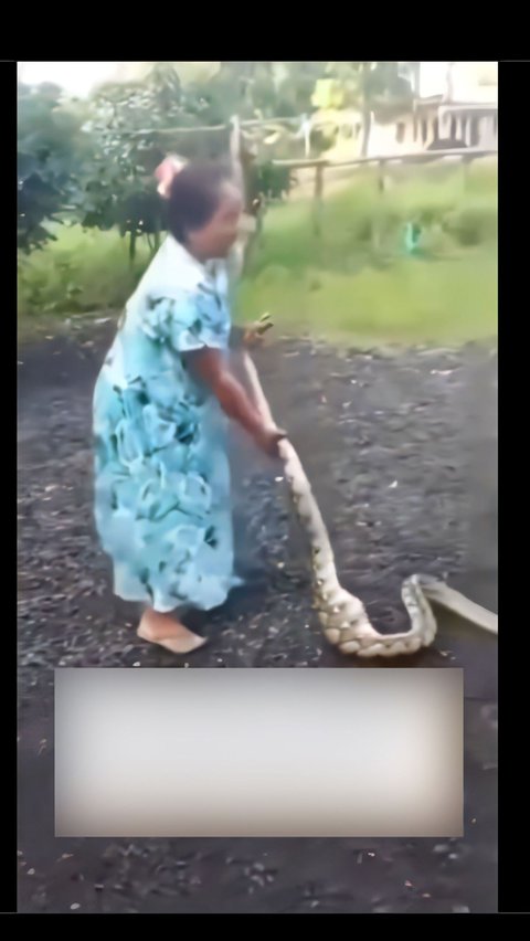 Python Snake Has No Self-Worth Thrown 'Strongest Race on Earth' After Being Caught Stealing Chicken: Adventurer Panji Cries Seeing This