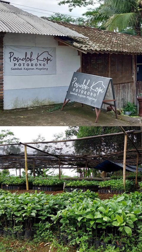 Desa BRIlian Sambak Magelang Raih Proklim Lestari, Kopi Potorono Jadi Inspirasi