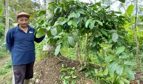 Raih Proklim Lestari Melalui Kopi Potorono