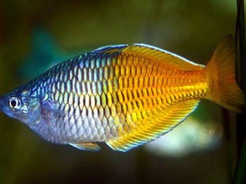 Boeseman's Rainbowfish (Melanotaenia boesemani)