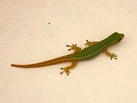 Cameroon Dwarf Gecko (Lygodactylus conraui)