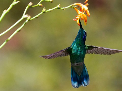 Fiery-Throated Hummingbird (Panterpe insignis)