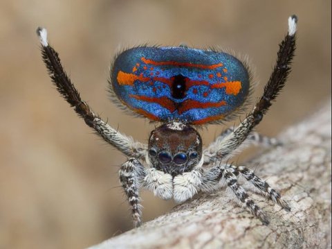 Flying Peacock Spider (Maratus volans)