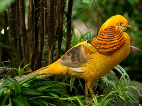 Golden Pheasant (Chrysolophus pictus)