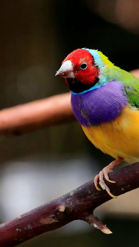 <b>Gouldian Finch</b>