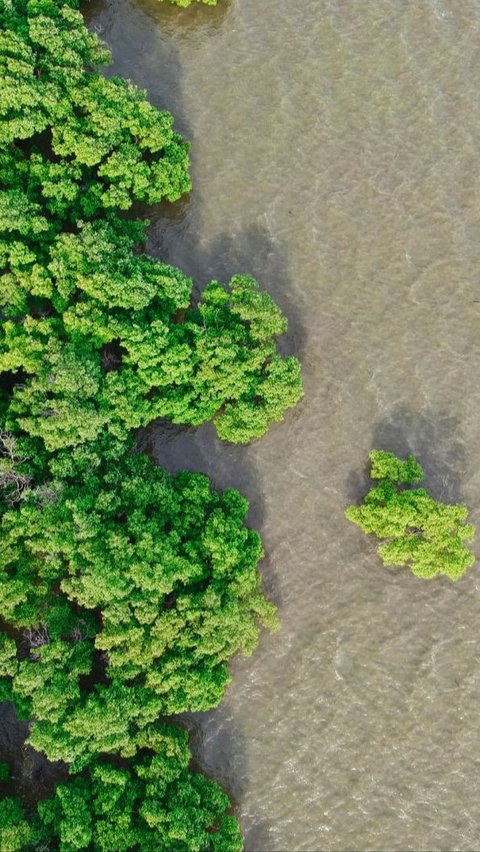 KLHK dan Pupuk Kaltim Kolaborasi Pulihkan Ekosistem Konservasi Taman Nasional Kutai, Ini Program Dijalankan