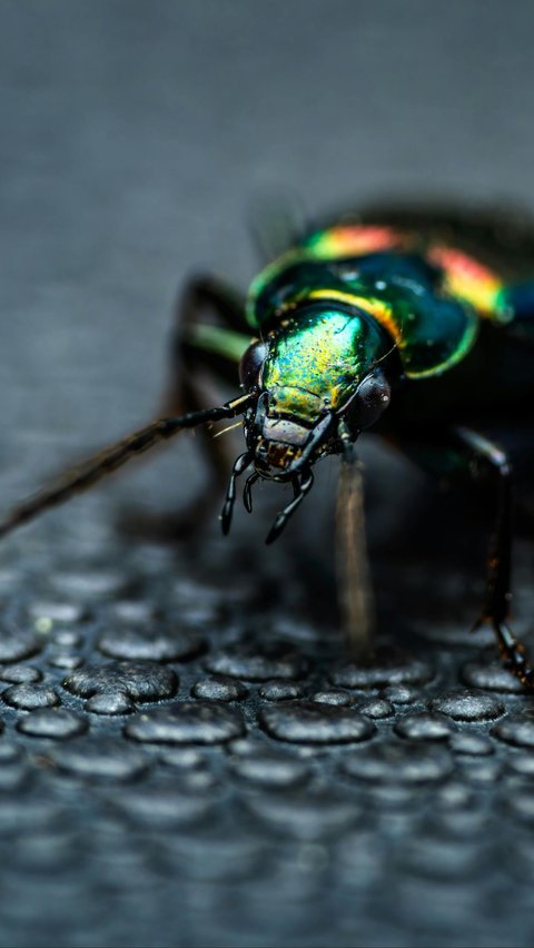 <b>Iridescent Tiger Beetle (Cicindela duponti)</b>