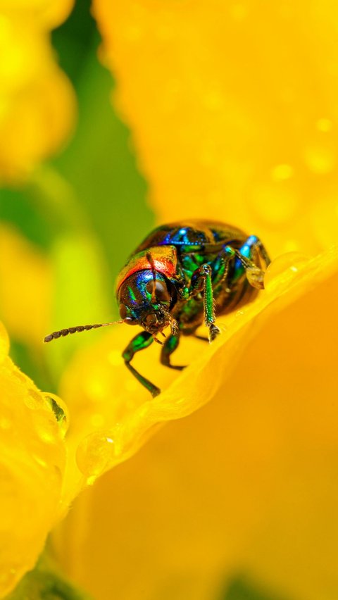<b>Jewel Beetles (Buprestidae)</b>