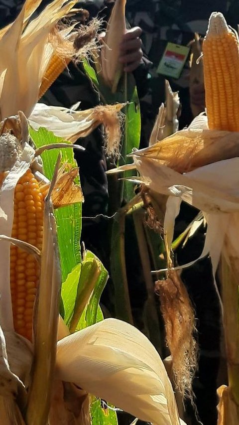 Terungkap, Ini Alasan Pemerintah Setop Impor Jagung untuk Pakan Ternak