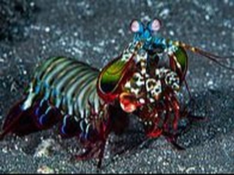 Peacock Mantis Shrimp (Odontodactylus scyllarus)