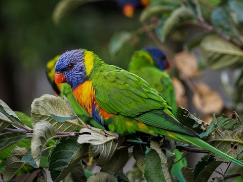 Rainbow Lorikeet (Trichoglossus moluccanus)