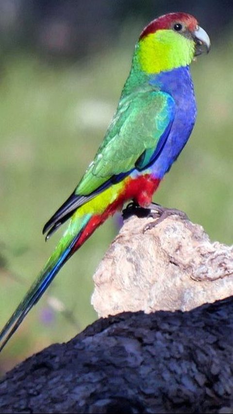 <b>Red-Capped Parrot (Purpureicephalus spurius)</b>