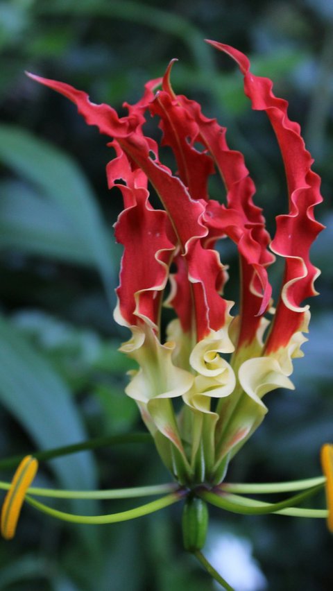 <b>Gloriosa</b>