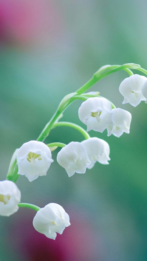 <b>Lily of The Valley </b>