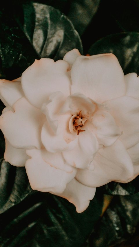 <b>Gardenia </b>