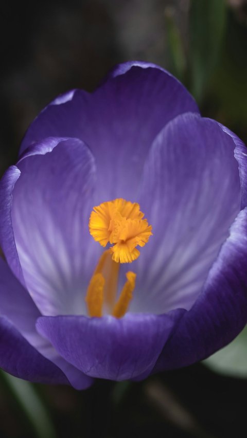 <b>Saffron Crocus</b>