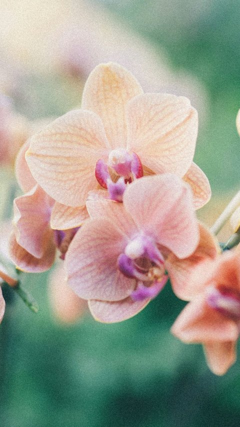 <b>Gold of Kinabalu Orchid</b><br>