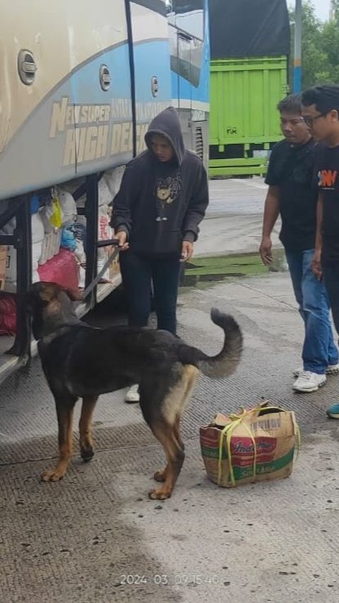 Aksi Anjing K9 Polri Gagalkan Penyelundupan Narkoba di Pelabuhan Bakauheni<br>