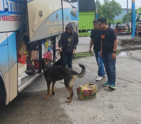 Aksi Anjing K9 Polri Gagalkan Penyelundupan Narkoba di Pelabuhan Bakauheni