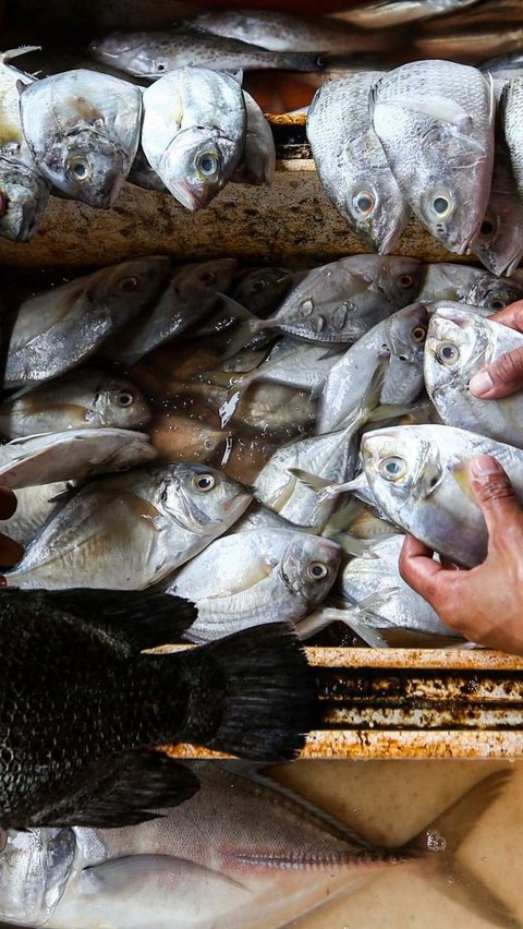 Foto: KKP Sebut Ketersediaan Ikan Selama Ramadan hingga Idulfitri Aman<br>