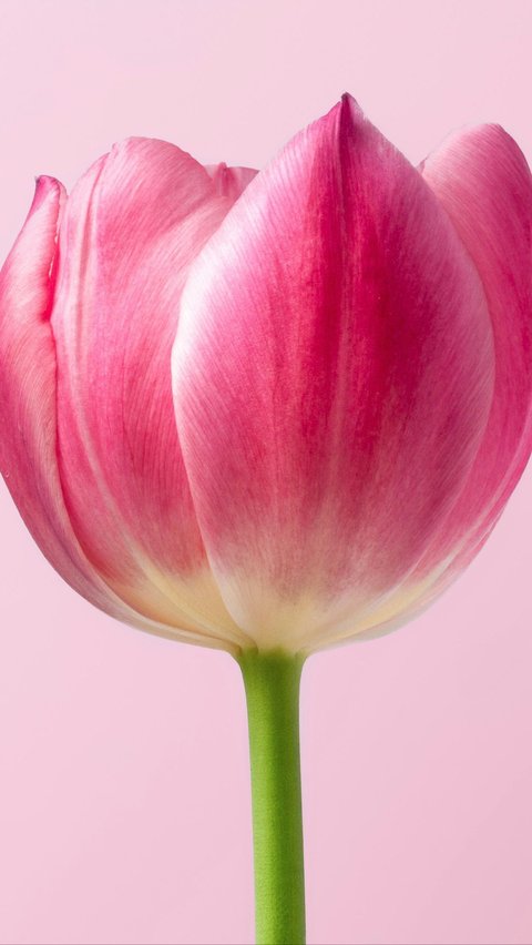 Tulip Helps Improve Mental Health