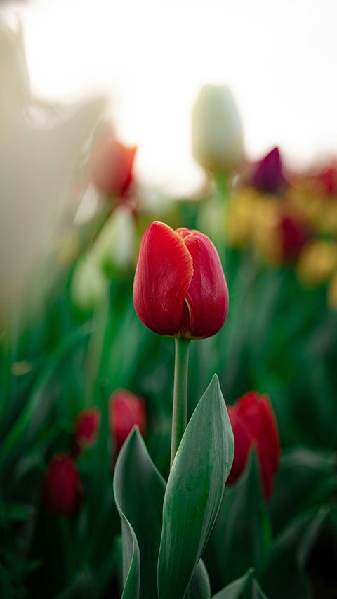 Tulip Represents Rebirth
