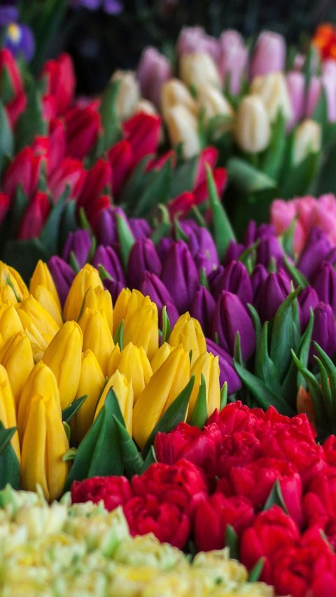 Warna Tulip yang Berbeda Memiliki Makna Berbeda Pula