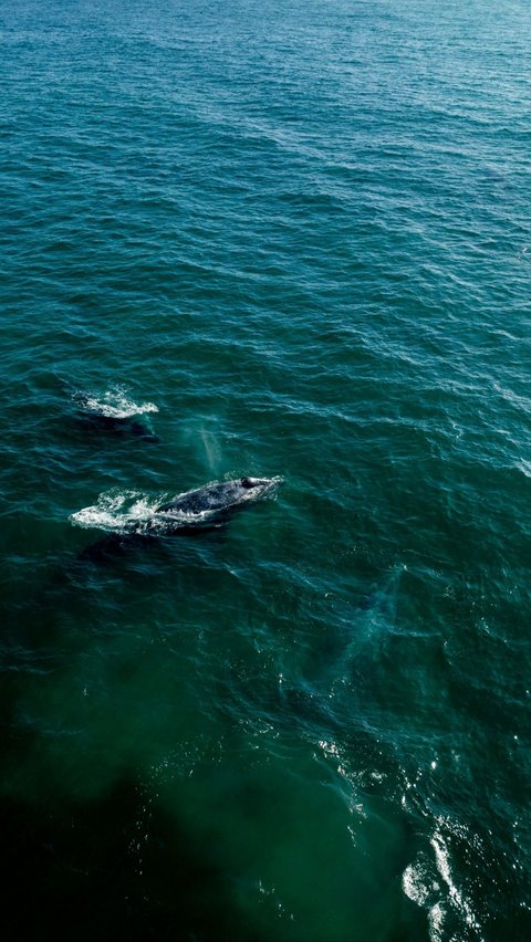 Discovery of Gray Whales in the Atlantic Ocean