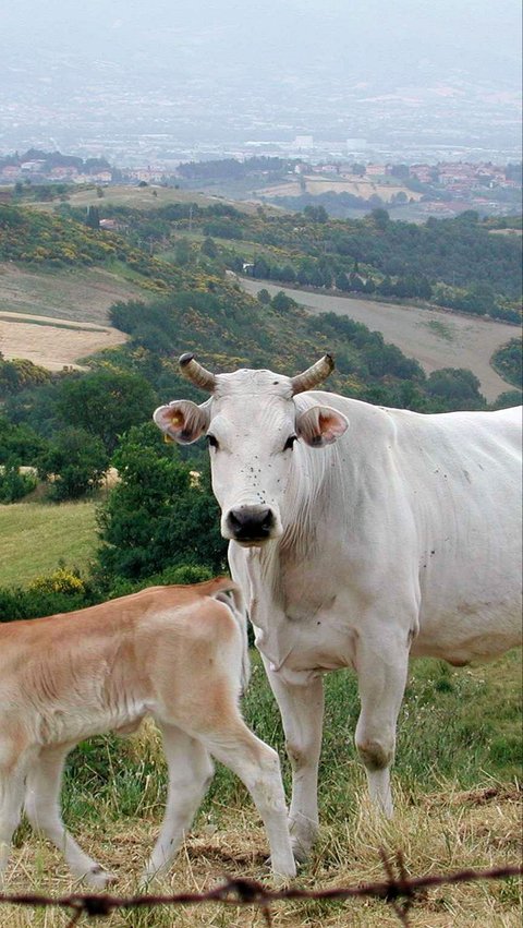 Chianina Cattle