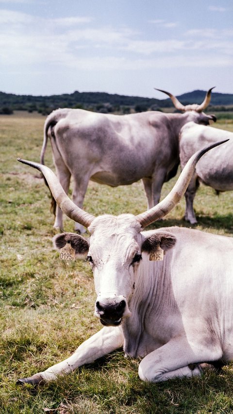 Sapi Ankole-Watusi<br>