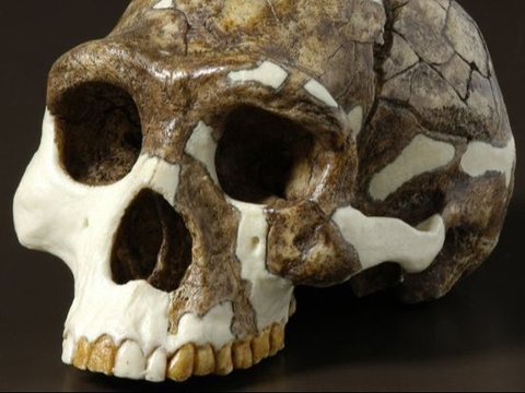 Nenek Moyang Manusia Hampir Punah 900.000 Tahun Lalu, Begini Cara Mereka Bertahan