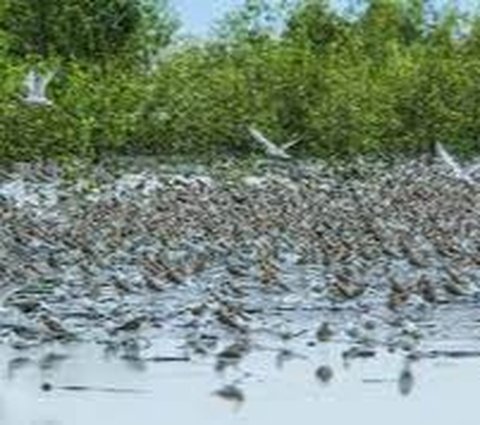 Taman Nasional Berbak Sembilang, Lahan Mangrove Terbesar di Indonesia Barat Bisa Melihat Tapir dan Burung Air