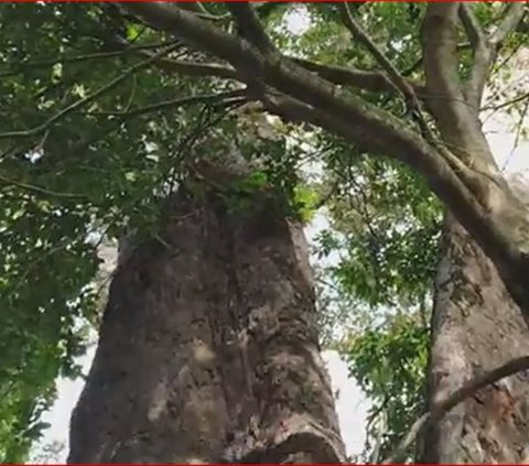 Pohon Durian Raksasa di Kendal Ini Jadi yang Terbesar di Jateng, Diperkirakan Usianya 905 Tahun