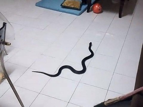 The Serene Atmosphere of Sahur Turns Chaotic, Shiny Black Snake Enters the House, Mistaken for a Pair