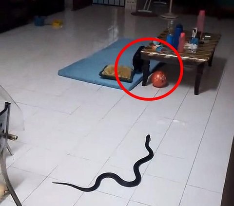 The Serene Atmosphere of Sahur Turns Chaotic, Shiny Black Snake Enters the House, Mistaken for a Pair